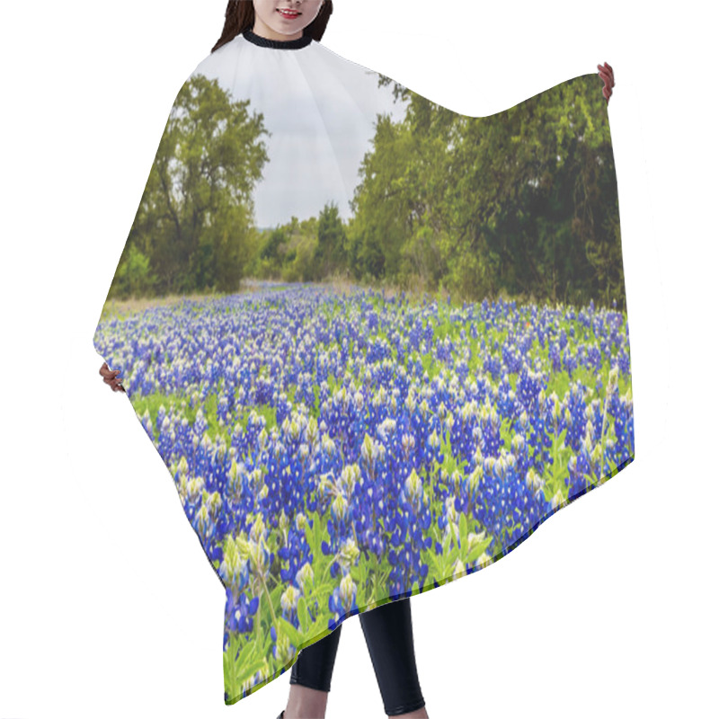 Personality  Famous Texas Bluebonnet (Lupinus texensis) Wildflowers. hair cutting cape