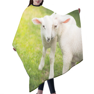 Personality  Two Lambs Cuddling On The Green Field Hair Cutting Cape