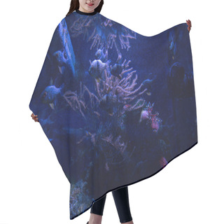 Personality  Fishes Swimming Under Water In Aquarium With Blue Lighting Hair Cutting Cape