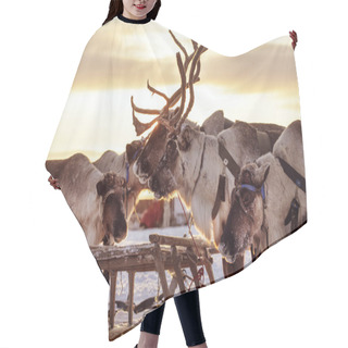 Personality  The Extreme North, Yamal Peninsula,   Reindeer In Tundra , Deer Harness With Reindeer, Pasture Of Nenets, Herd Of Reindeer In Winter Weather Hair Cutting Cape