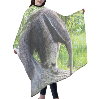 Personality  Giant Anteater, Animal Eating Ants In A Tree Trunk Hair Cutting Cape