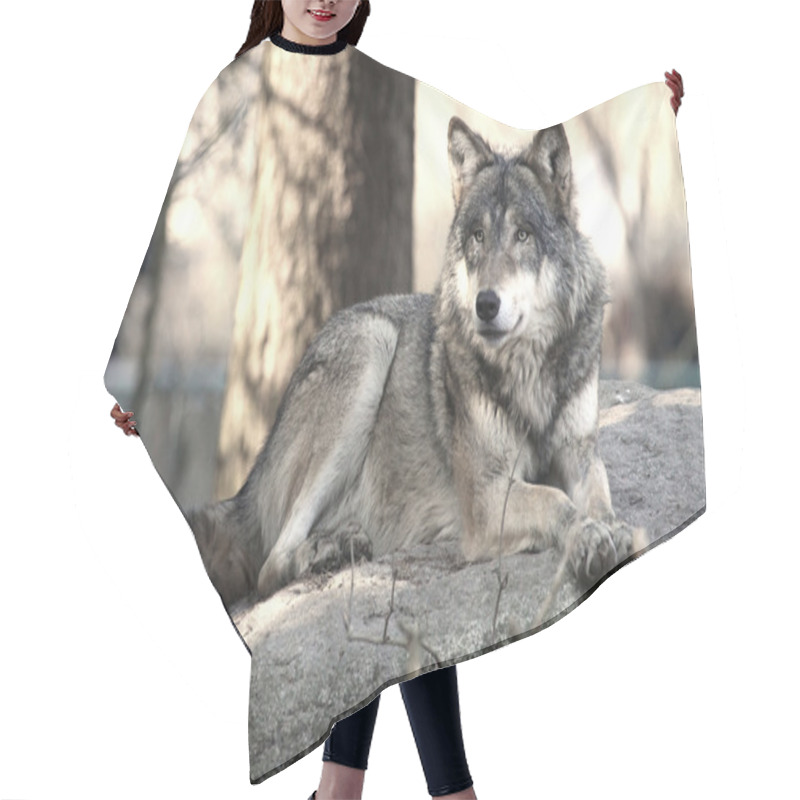 Personality  Wild Wolf hair cutting cape