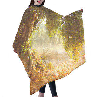 Personality  Old Olive Tree Hair Cutting Cape