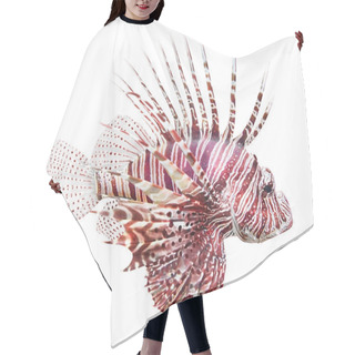 Personality  The Red Lionfish (Pterois Volitans). Hair Cutting Cape