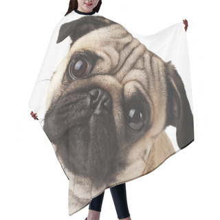 Personality  Close-up Of Pug Hair Cutting Cape