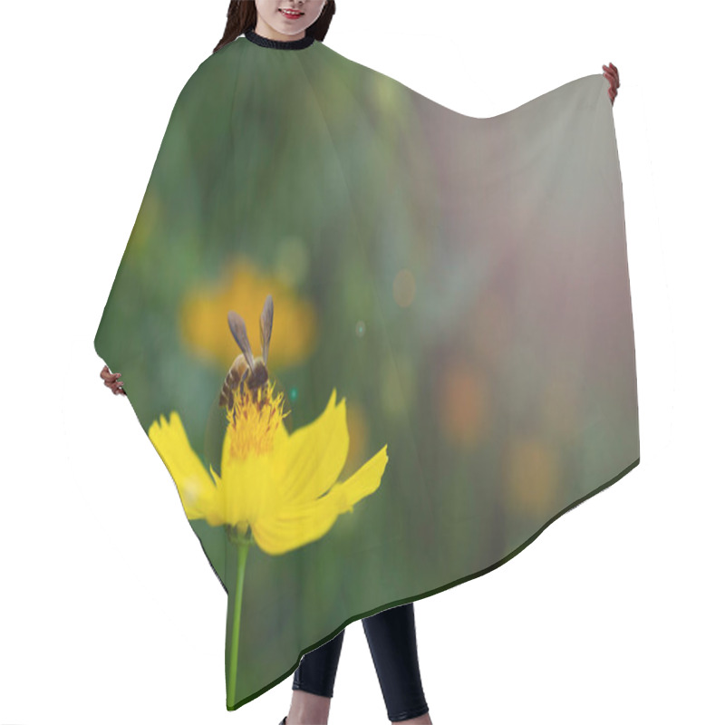 Personality  Closed Up Of Bee On Yellow Pollen Of Yellow Starburst Flower With Green And Yellow Background And Flare Light. Hair Cutting Cape