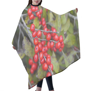 Personality  A Bunch Of Red Winterberry Holly 'Red Sprite' On The Tree Hair Cutting Cape