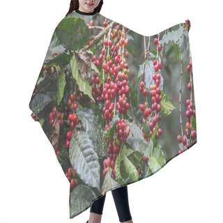 Personality  Growing Coffee Cherries Hair Cutting Cape