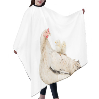 Personality  Adorable Little Chickens Sitting On Hen Isolated On White  Hair Cutting Cape