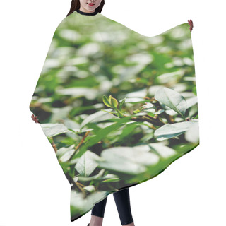 Personality  Close Up View Of Bushes With Green Foliage As Background Hair Cutting Cape