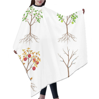 Personality  Apple Tree In Different Seasons On A White Background. Hair Cutting Cape
