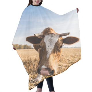 Personality  Bull With Horns Standing On Field Against Blue Sky Hair Cutting Cape