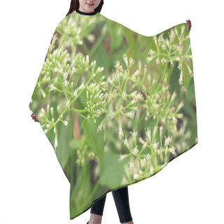 Personality  Mikania Cordata Flowers Bloom In The Forest And Green Leaf Hair Cutting Cape