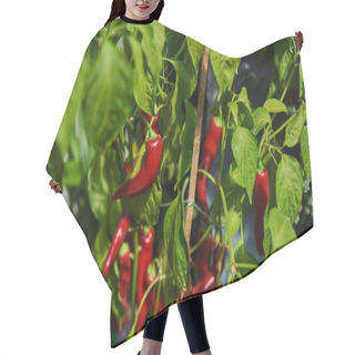Personality  Red Peppers Growing In Hydroponic. Plantations Of Peppers In The Field. Autumn Organic Vegetables. Agriculture Products. Organic Food Background. Harvesting Time. Well Ripened Crop. Growing Chili. Hair Cutting Cape