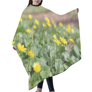 Personality  The Lesser Celandine Or Fig Buttercup (Ficaria Verna) Blooming In Spring Hair Cutting Cape