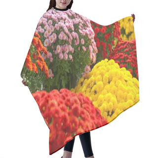 Personality  View Of Fresh Beautiful Colorful Chrysanthemum Flowers Hair Cutting Cape