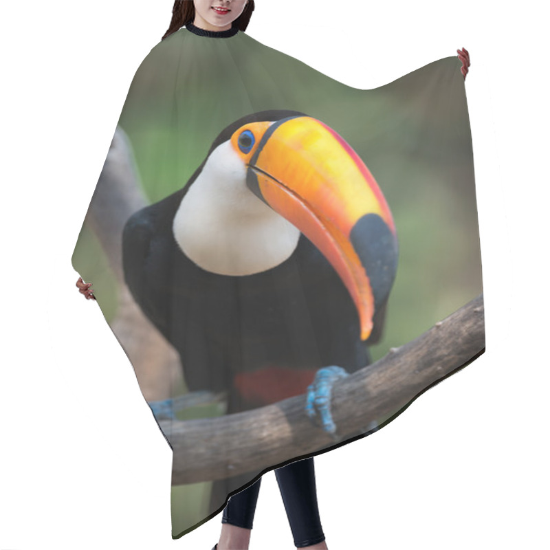 Personality  Close-up Of Toco Toucan Perched On Branch Hair Cutting Cape