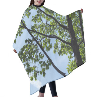 Personality  Low Angle View Of Maple Green Leaves With Blue Sky At Background Hair Cutting Cape