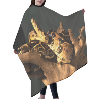 Personality  Python In Sunshine On Wooden Snag On Grey Background Hair Cutting Cape