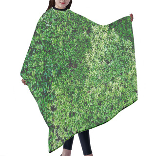 Personality  Green Bushes In A Garden Hair Cutting Cape