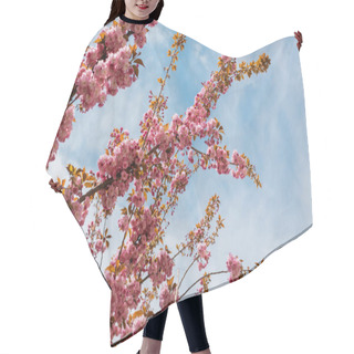 Personality  Bottom View Of Blooming Flowers On Pink Cherry Tree Against Blue Sky Hair Cutting Cape