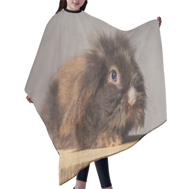 Personality  Side View Of A Cute Lion Head Rabbit Bunny Sitting Hair Cutting Cape