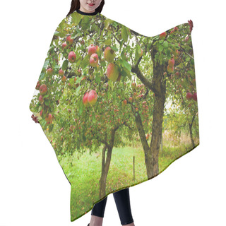 Personality  Apple Trees With Red Apples Hair Cutting Cape