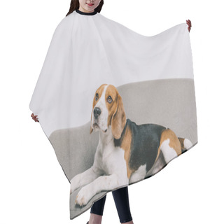 Personality  Beagle Dog Lying In Armchair On Grey Background  Hair Cutting Cape
