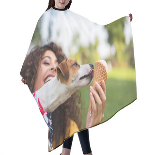 Personality  Selective Focus Of Jack Russell Terrier Dog Licking Ice Cream Hair Cutting Cape