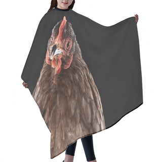 Personality  Close Up Of Purebred Chicken Isolated On Black Hair Cutting Cape