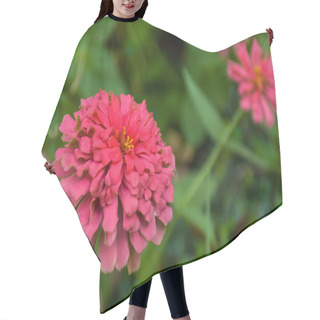 Personality  Pink Chrysanthemums Bloom In The Park.  Hair Cutting Cape