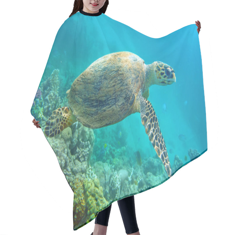 Personality  Sea turtle hair cutting cape