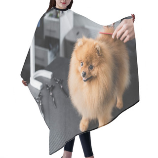 Personality  Cropped View Of African American Groomer Doing Haircut To Pomeranian Spitz Hair Cutting Cape