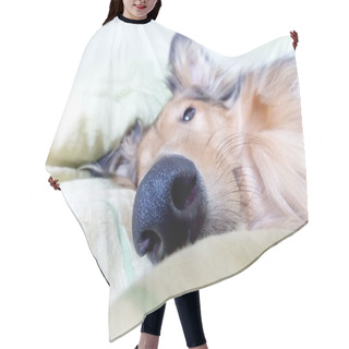 Personality  Detail Of Dog Snout Hair Cutting Cape