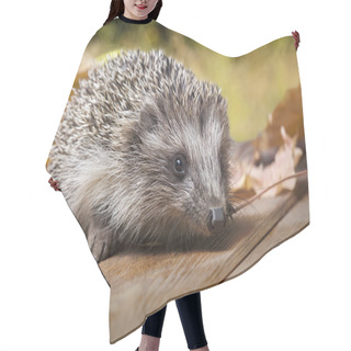 Personality  Young Hedgehog In Autumn Leaves Hair Cutting Cape