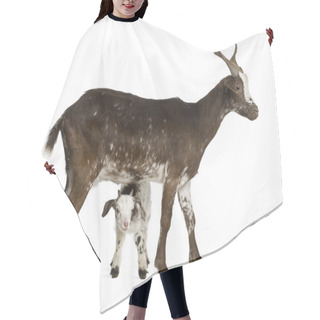 Personality  Female Rove Goat With Kid Standing In Front Of White Background Hair Cutting Cape