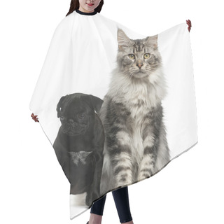 Personality  Maine Coon And Pug Puppy In Front Of A White Background Hair Cutting Cape