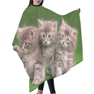 Personality  Cute Gray Kittens Hair Cutting Cape