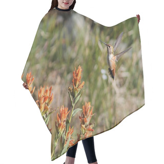 Personality  Rufous Hummingbird With Wildflowers Hair Cutting Cape