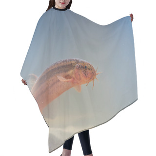 Personality  Portrait Of European Weather Loach Hair Cutting Cape