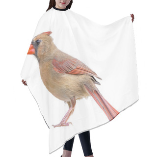 Personality  Female Northern Cardinal - Cardinalis Cardinalis - Isolated Cutout On White Background Hair Cutting Cape