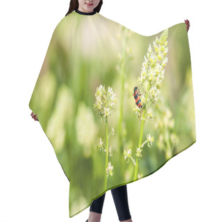 Personality  Reseda With Bug Hair Cutting Cape
