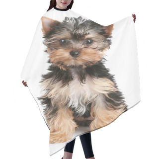Personality  Yorkshire Terrier Puppy Hair Cutting Cape