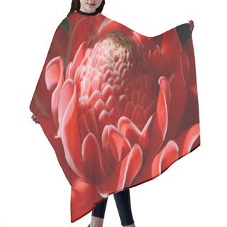 Personality  Close-ups Tropical Flower Of Pink Torch Ginger. (Etlingera Elat Hair Cutting Cape