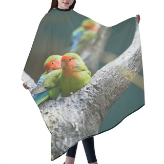 Personality  Rosy-faced Lovebirds Hair Cutting Cape