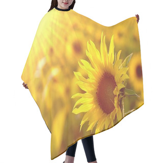 Personality  Sunflower In The Field Hair Cutting Cape