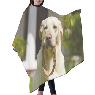 Personality  Dog Collar Hair Cutting Cape
