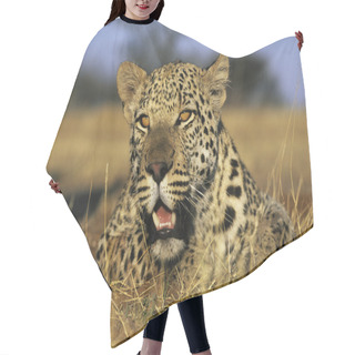 Personality  Leopard Lying In Grass Hair Cutting Cape