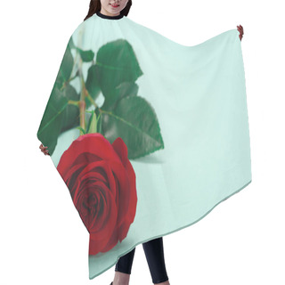 Personality  Close-up View Of Beautiful Red Rose Flower With Green Leaves On Blue Hair Cutting Cape
