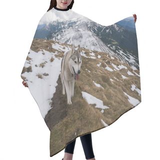 Personality  Husky Dog In Snowy Mountains   Hair Cutting Cape